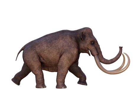 During the Ice Age of North America the Columbian Mammoth was the megafauna of the continent.