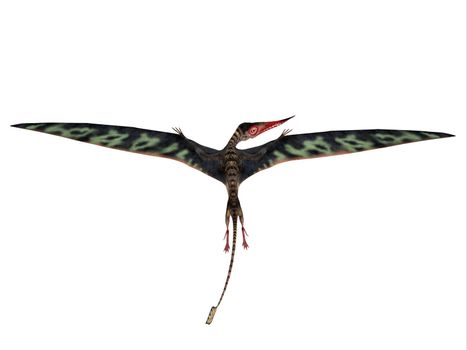 Rhamphorhynchus was a carnivorous flying Pterosaur that lived in Europe and Africa during the Jurassic Period.