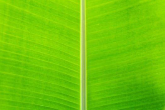 Green banana leaf tropical palm foliage texture background.
