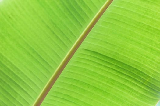 Green banana leaf tropical palm foliage texture background.