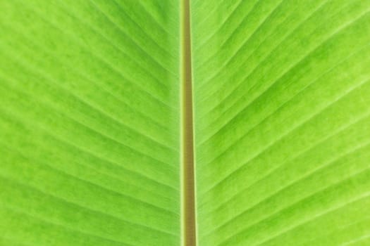 Green banana leaf tropical palm foliage texture background.