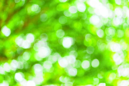 green bokeh background with circles. Summer abstract theme.