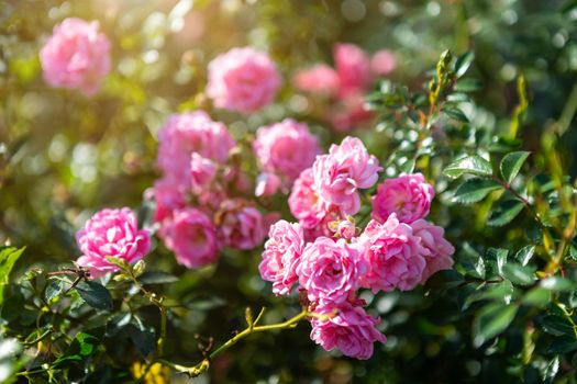 Beautiful pink rose on the rose garden in summer in a garden.