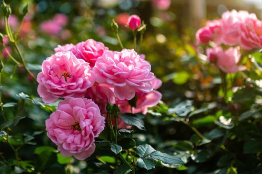 Beautiful pink rose on the rose garden in summer in a garden.