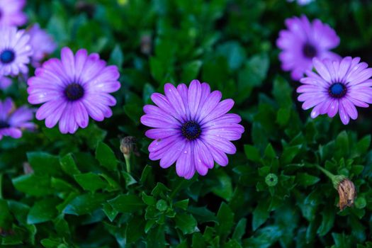 patch of violet african daisies flowers on green grass nature in a spring garden