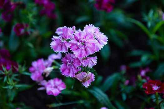 Dianthus flower Purple pink of colourful beautiful on green grass nature in a spring garden.