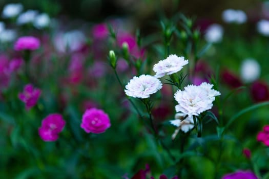 Dianthus flower Purple pink of colourful beautiful on green grass nature in a spring garden.