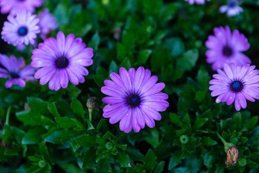 patch of violet african daisies flowers on green grass nature in a spring garden