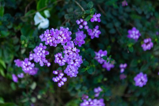 Beautiful purple flowerof Lantana camara L flowers blooming in the garden.