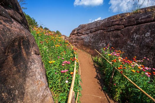Straw flower of colourful beautiful on green grass nature in the garden with cliff of mountains at Phuhinrongkla National Park Nakhon Thai District in Phitsanulok, Thailand.