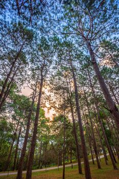 Beautiful larch forest with different trees,pine forest green on the mountain on nature trail in the morning.