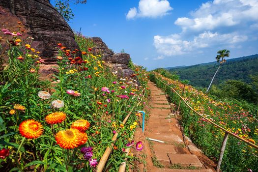 Straw flower of colourful beautiful on green grass nature in the garden with cliff of mountains at Phuhinrongkla National Park Nakhon Thai District in Phitsanulok, Thailand.