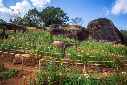 Straw flower of colourful beautiful on green grass nature in the garden with cliff of mountains at Phuhinrongkla National Park Nakhon Thai District in Phitsanulok, Thailand.