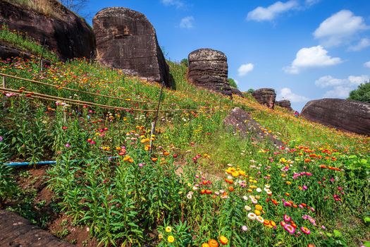 Straw flower of colourful beautiful on green grass nature in the garden with cliff of mountains at Phuhinrongkla National Park Nakhon Thai District in Phitsanulok, Thailand.