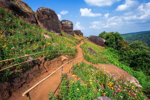 Straw flower of colourful beautiful on green grass nature in the garden with cliff of mountains at Phuhinrongkla National Park Nakhon Thai District in Phitsanulok, Thailand.