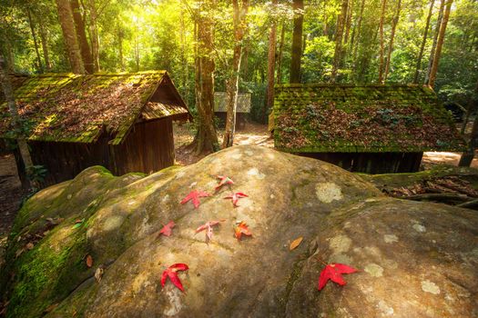 Maple leaf on the green moss of Old hut wooden political and military school at Phuhinrongkla National Park Nakhon Thai District in Phitsanulok, Thailand.