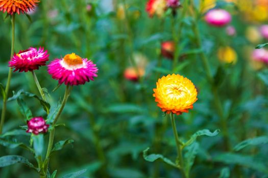 Straw flower of colourful beautiful on green grass nature in a spring garden. 