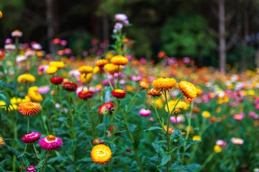 Straw flower of colourful beautiful on green grass nature in a spring garden. 