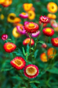 Straw flower of colourful beautiful on green grass nature in a spring garden. 