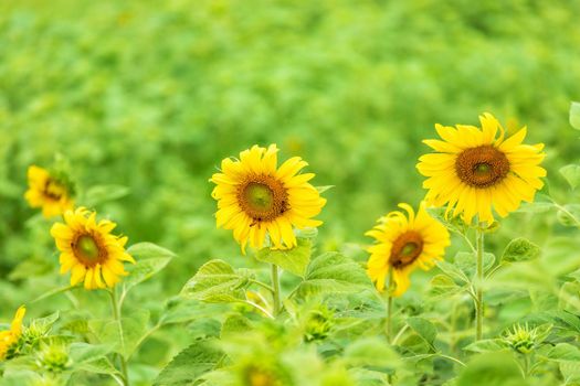 close-up view of sunflower fields green grass background.