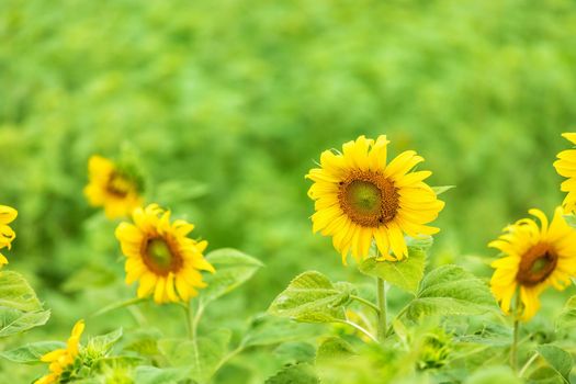 close-up view of sunflower fields green grass background.