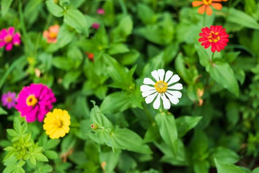 Common Zinnia (elegant zinnia) beautifully with green leaves background in the garden.