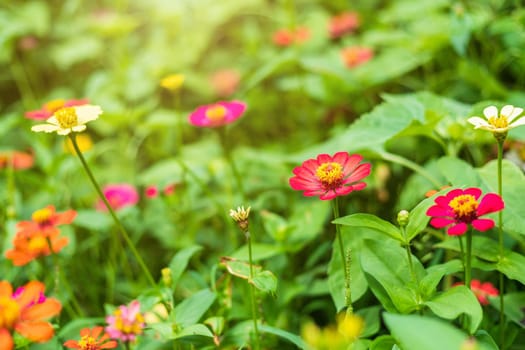 Common Zinnia (elegant zinnia) beautifully with green leaves background in the garden.