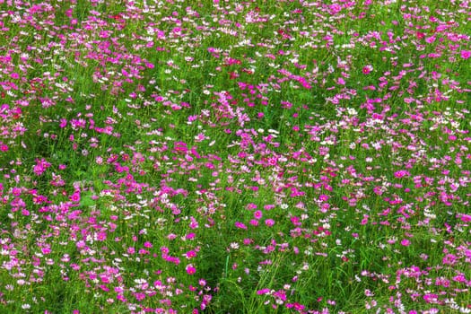 Pink flowers cosmos bloom beautifully in the garden.