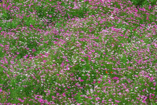 field pink flowers cosmos bloom beautifully in the garden.