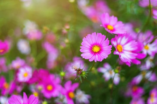 Pink flowers cosmos bloom beautifully in the garden.