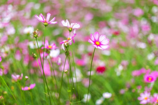 Pink flowers cosmos bloom beautifully in the garden.