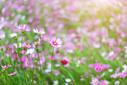 Pink flowers cosmos bloom beautifully in the garden.