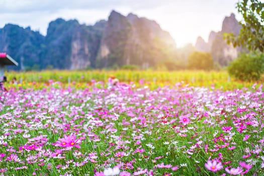 Pink flowers cosmos bloom beautifully in the garden with mountains in Noen Maprang Phitsaunlok, Thailand.