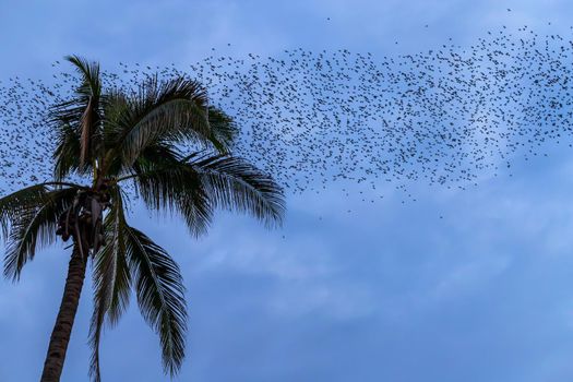 A bat herd is flying  for food with twilight sky at evening background.