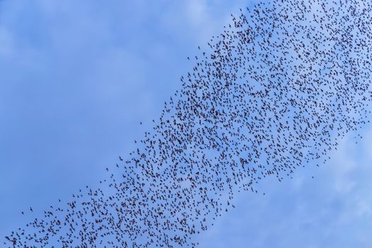 A bat herd is flying  for food with twilight sky at evening background.