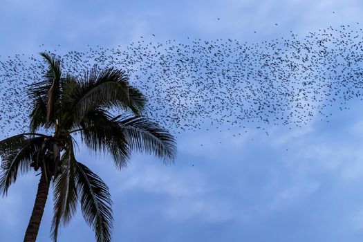 A bat herd is flying  for food with twilight sky at evening background.