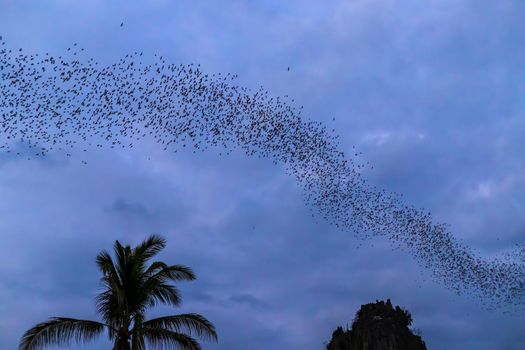 A bat herd is flying  for food with twilight sky at evening background.