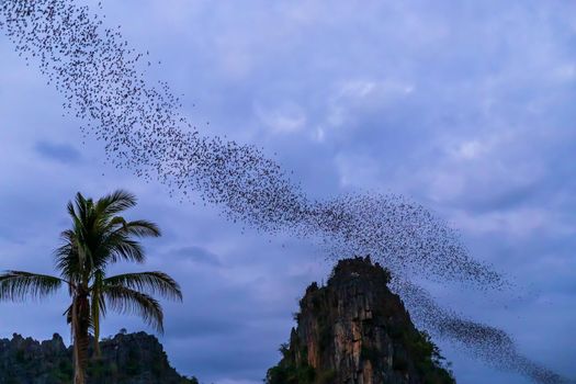 A bat herd is flying  for food with twilight sky at evening view in Noen Maprang Phitsaunlok, Thailand 