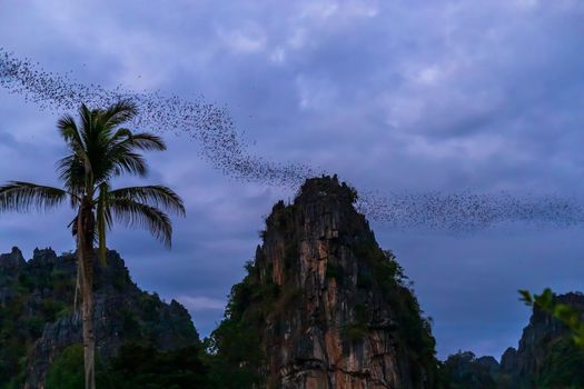 A bat herd is flying  for food with twilight sky at evening view in Noen Maprang Phitsaunlok, Thailand 