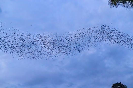 A bat herd is flying  for food with twilight sky at evening background.