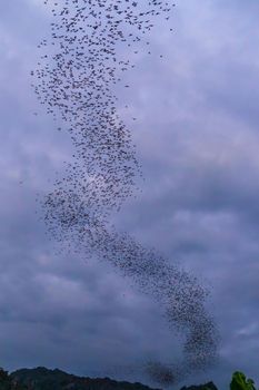 A bat herd is flying  for food with twilight sky at evening background.