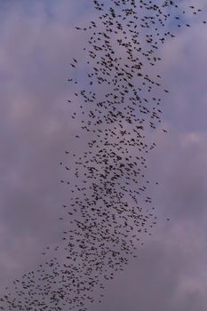 A bat herd is flying  for food with twilight sky at evening background.