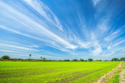 Beautiful green cornfield with fluffy clouds sky background.