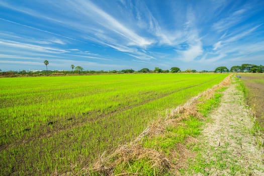 Beautiful green cornfield with fluffy clouds sky background.