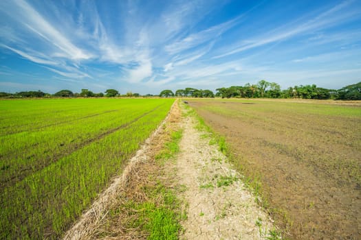 Beautiful green cornfield with fluffy clouds sky background.