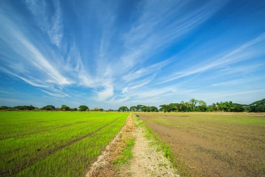 Beautiful green cornfield with fluffy clouds sky background.