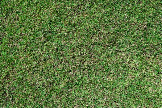 green grass ground texture background in fresh spring.