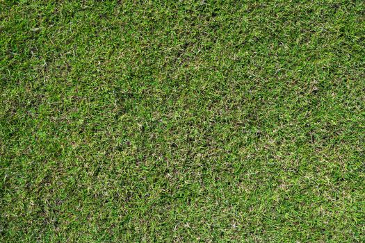 green grass ground texture background in fresh spring.