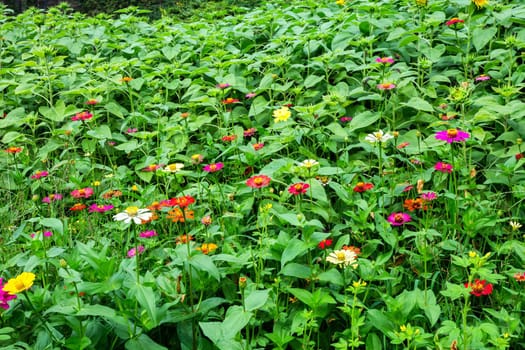 field Common Zinnia (elegant zinnia) beautifully in the garden.