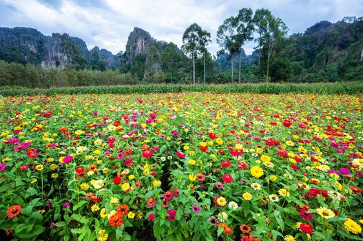 Common Zinnia (elegant zinnia) beautifully in the garden with mountains in Noen Maprang Phitsaunlok, Thailand.